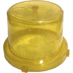 TULIPA  LISA "AL" - AMBAR